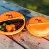 CarlOscar BentoDISC SnackDISC Orange